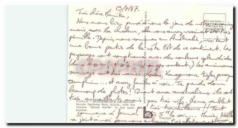 Modern Postcard Koala