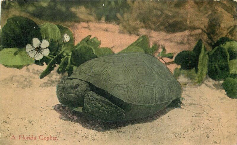 C-1910 Florida Gopher Kress #3029 Postcard 20-9716