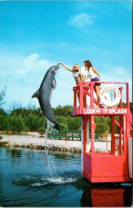 Feeding Porpoises Theater Sea Islamorada Florida FL Miami Key West Postcard VTG  