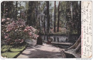 CHARTLESTON, South Carolina, PU-1908; Magnolia Gardens