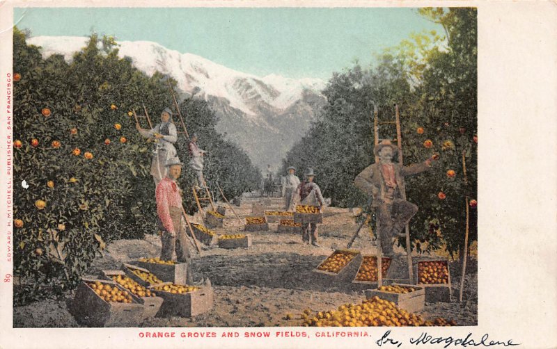 Orange Groves and Snow Fields, California, Early Postcard, Unused