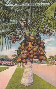 Florida Cocoanut Palm Tree Loaded With Fruit