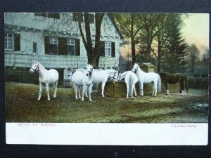 Horse Theme WHITE HORSES Study of Horses c1903 Postcard by Valentine