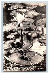 Vintage Japanese Garden Water Lily Pond Clearwater FL Real Photo RPPC P141