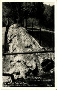 Queen of the Forest Petrified Forest Park California CA UNP B&W WB Postcard E2