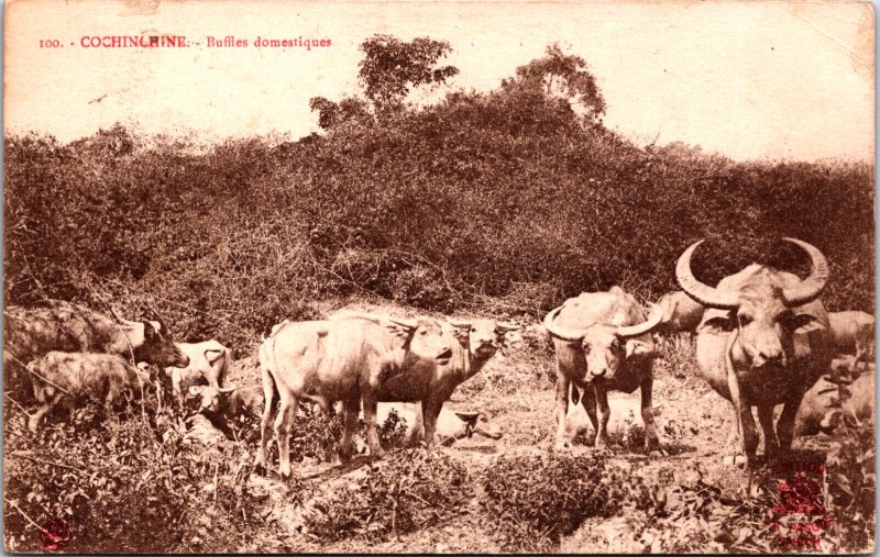 Vietnam Cochinchine Buffles Domestiques Vintage Postcard 09.58