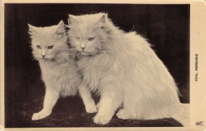 c.'07, Two White  Kittens Real Persians, British Publ.Tuck, Old Postcard