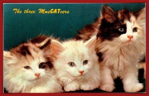 The Three MusCATeers - [MX-1086]