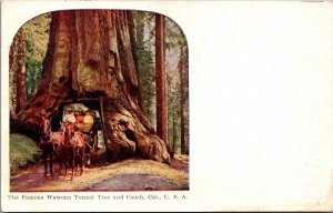 Postcard The Famous Wawona Tunnel Tree and Coach, California Yosemite