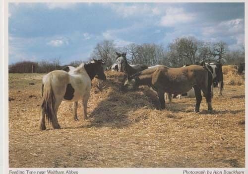 Farm Farming Horse Plough Feeding Time Waltham Abbey Haystack Postcard