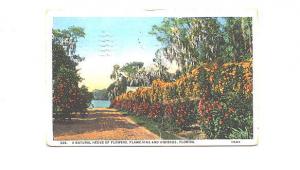 Natural Hedge Flowers Flame Vine and Hibiscus, Florida, Used Lake Worth 1929