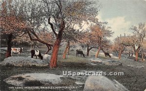 The Cows in the Pasture - Monticello, New York NY  