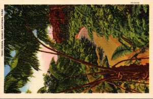 Hawaii National Park Tree Ferns On Volcano Road Curteich