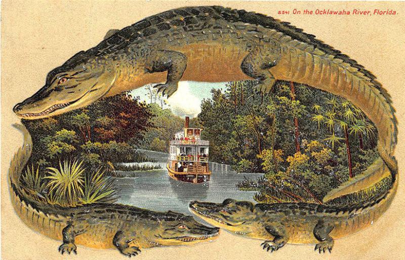 S. Langsdorf Alligator Border Ocklawaha River Steamship FL S 541 Postcard