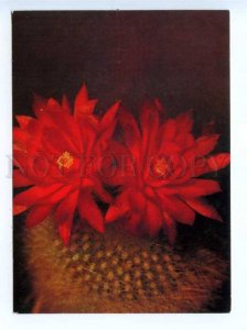 419467 USSR 1989 year flowering cacti postal postcard POSTAL stationery