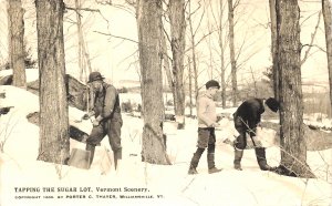 Vermont Scenery Tapping The Sugar Lot in 1909 Williamsville VT RPPC