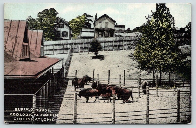 Cincinnati Ohio~Zoological Garden~Buffalo House~Fenced In Bison~c1910 Postcard 