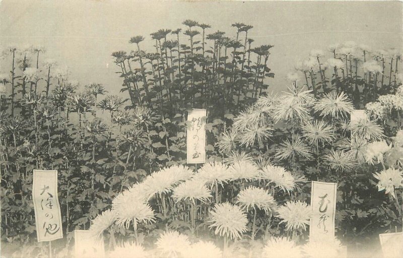 Postcard C-1910 Japan Flower Show Display Horticulture 22-13462