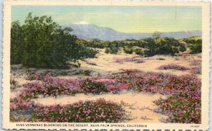 Postcard - Sand Verbenas Blooming On The Desert - California