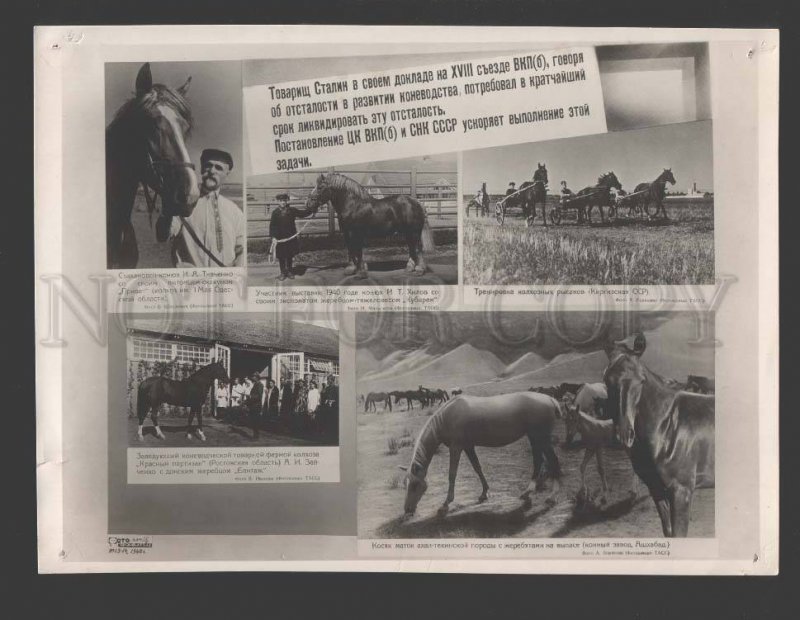 115707 USSR AVANT-GARDE Akhal-Teke Horses COLLAGE #16