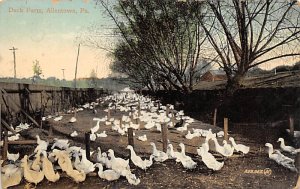 Duck Farm Allentown, Pennsylvania PA Postcard