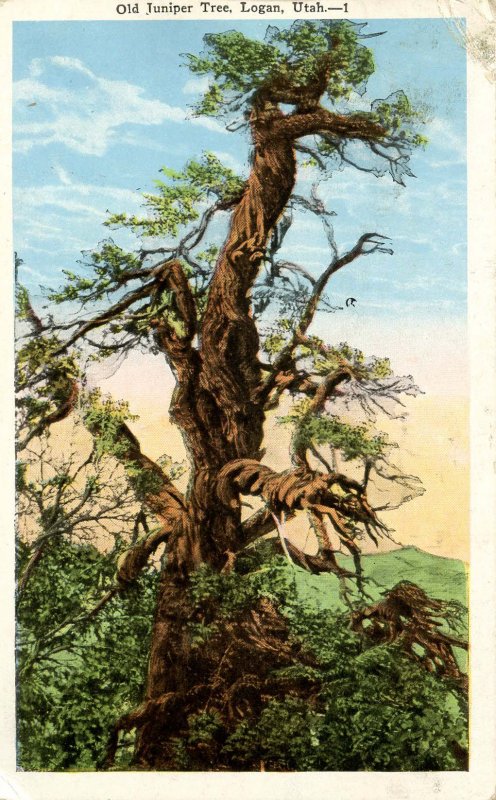 Old Juniper Tree at Logan, Utah