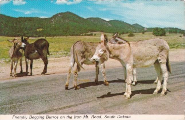 Donkeys Friendly Begging Burros On The Iron Mountain Road South Dakota