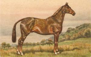 Horse Nice antique Swiss postcard. Artist signed