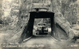 USA Drive Thru Tree Underwood Park California Vintage RPPC 07.41
