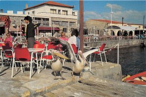 Lot 1 Cyprus paphos the harbour pelicans restaurant