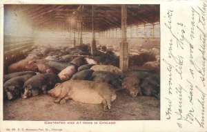 Postcard Illinois Chicago 1908 Livestock pigs VO Hammon 23+-2982