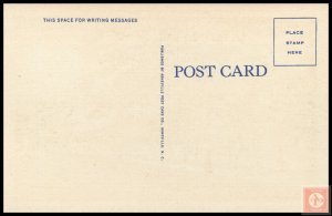 Mimosas in Bloom, Morganton, N.C.