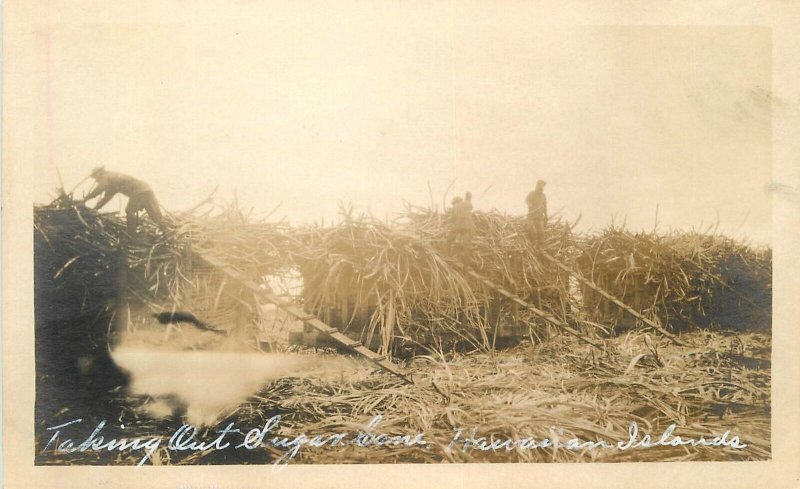 postcard RPPC Photo Hawaii 1920s Harvest Sugar Cane Farm Agriculture 23-593