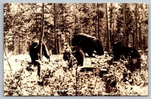 RPPC Real Photo Postcard - Houghton Lake, Michigan - Black Bears
