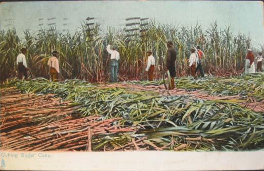 TUCK BLACK AMERICANA Sugar Cane c1910 Postcard