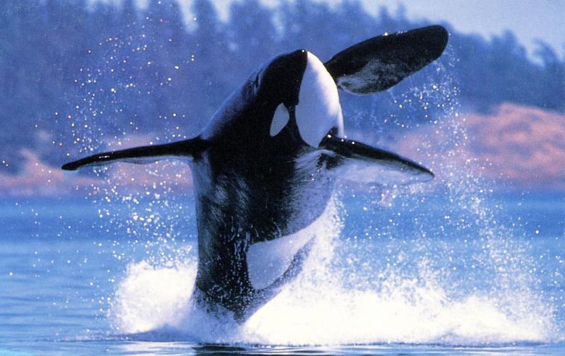Orca Whales of Alaska