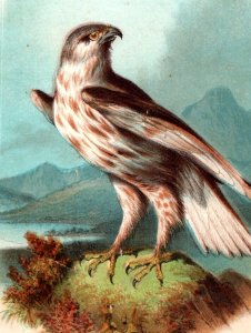 1880s Victorian Trade Card The Rough-Legged Buzzard (Hawk) &E