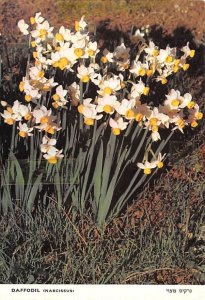 Daffodil Narcissus Israel Writing on back 