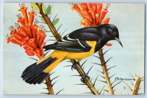 Peterson Signed Artist Postcard Scott's Oriole Black Yellow Bird And Flowers