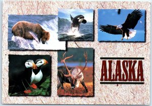 Postcard - Wildlife Abounds In Alaska