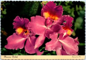 Postcard - Hawaiian Orchids - Hawaii