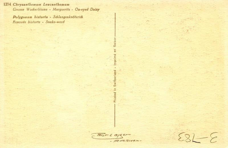 Flowers -     Ox-Eye Daisy, Snake Weed                          (Thor & Gyger...