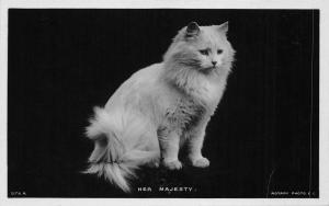 B94998 real photo cat chat her majesty animal