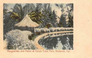 REDLANDS, CA California  CANON CREST PARK~Marguerites & Palms  c1910's Postcard