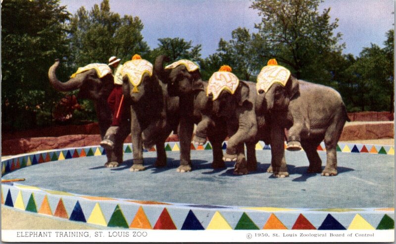 Postcard Elephant Training at St. Louis Zoo in Missouri