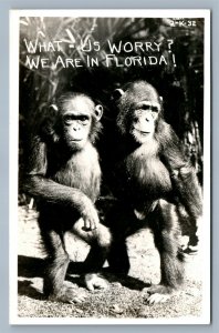 MONKEYS in FLORIDA VINTAGE REAL PHOTO POSTCARD RPPC