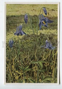 427932 Flower Aquilegia vulgaris Vintage Sammelwerk Tobacco Card w/ ADVERTISING