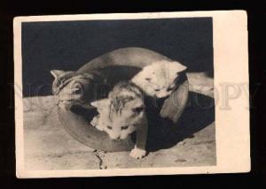 3002758 Three cute KITTENS in Hat Old REAL PHOTO