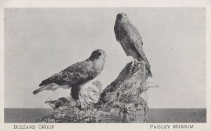 Group Of Buzzard Birds Vintage Museum Old Postcard