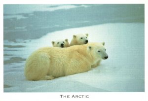 Vintage Postcard The Arctic Natural Resources Wildlife Defense Polar Bear